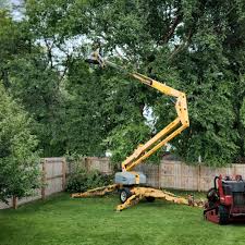 How Our Tree Care Process Works  in  Wanakah, NY