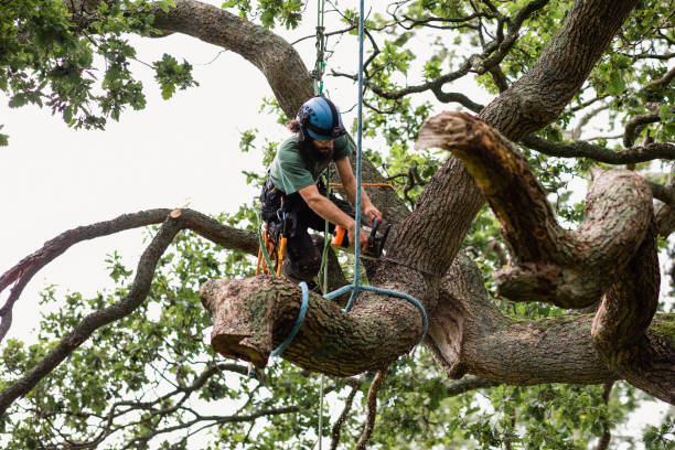 Best Stump Grinding and Removal  in Wanakah, NY