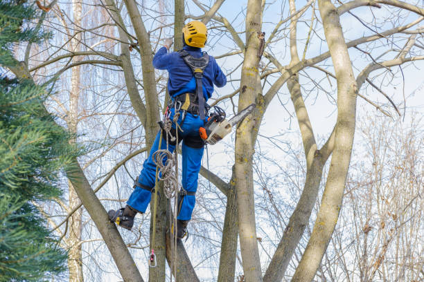 Best Tree Risk Assessment  in Wanakah, NY