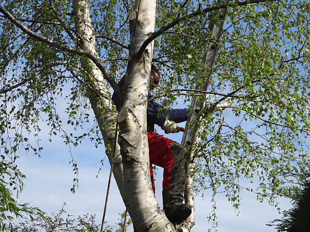 Best Seasonal Cleanup (Spring/Fall)  in Wanakah, NY