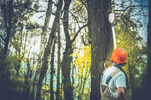 Best Arborist Consultation Services  in Wanakah, NY