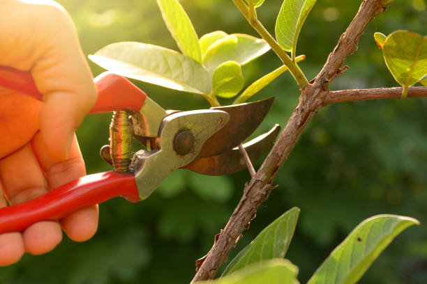 Best Commercial Tree Removal  in Wanakah, NY