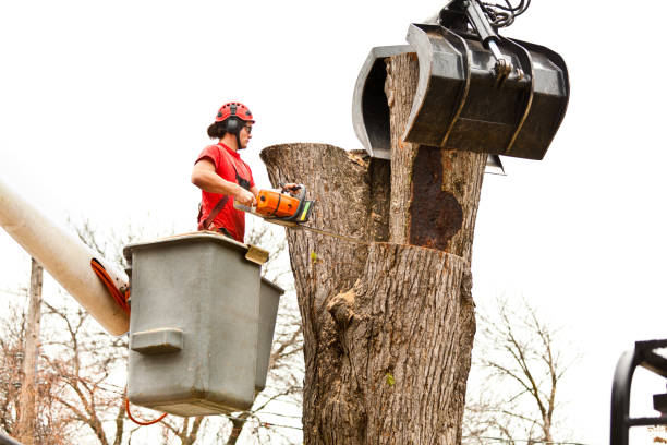 Best Tree Disease Treatment  in Wanakah, NY